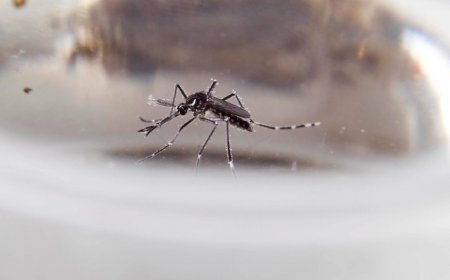 Hay seis personas internadas por ser casos sospechosos de dengue, según en el último reporte del MSP