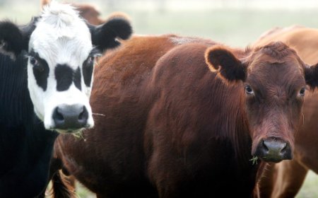Conexión Ganadera: Pablo Carrasco admitió "omisión" y "negligencia"