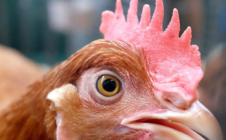 Detectan mortandad de aves en Castillos, Rocha