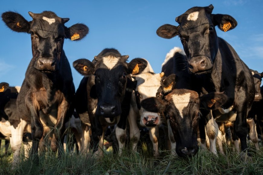 Tres animales murieron en frigoríficos y para el INBA tiene relación directa con las medidas de Foica