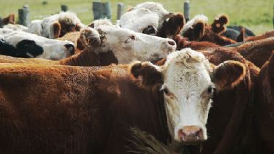 La situación del sector ganadero es "muy preocupante", advirtió la Asociación Rural