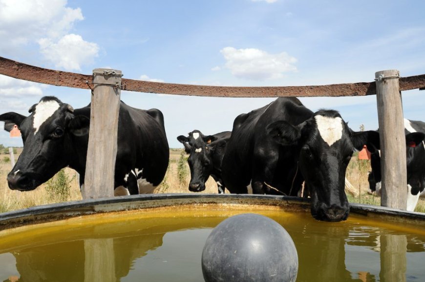 Tambos: entre la sequía, la baja remisión y los aranceles