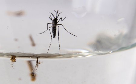 Soriano: detectaron importante presencia de larvas de Aedes