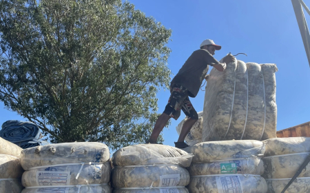 Exportaciones ovinas crecieron 5,2% en enero