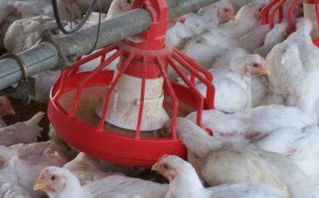 El MGAP declaró alerta sanitaria en todo el país por foco de gripe aviar en Argentina