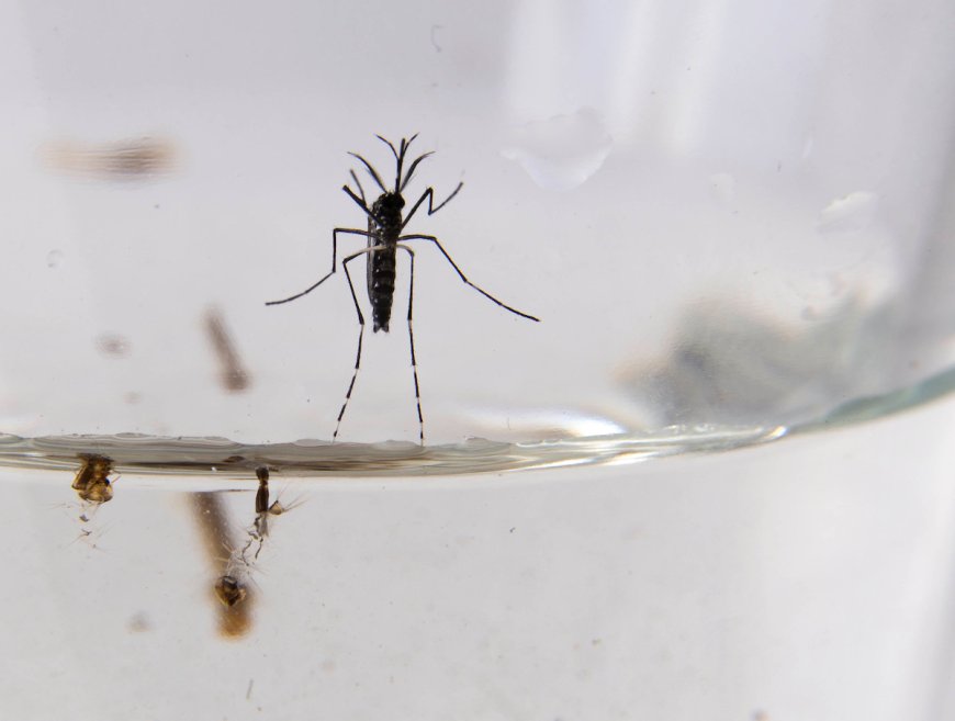 Soriano: detectaron importante presencia de larvas de Aedes