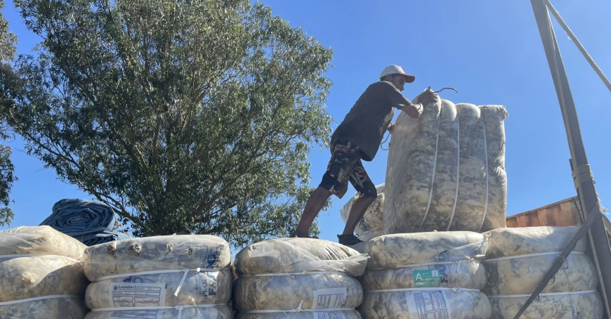 Exportaciones ovinas crecieron 5,2% en enero