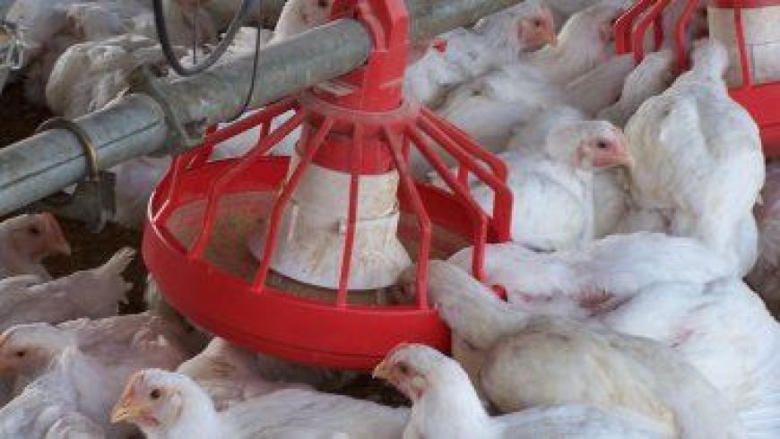 El MGAP declaró alerta sanitaria en todo el país por foco de gripe aviar en Argentina