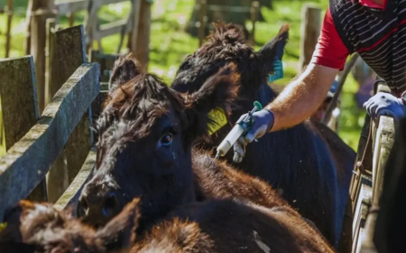 Cambio de fecha para la vacunación contra la aftosa