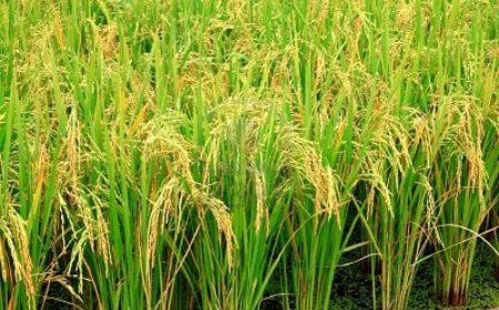 Arroceros reclaman apertura del mercado centroamericano y baja de costos internos