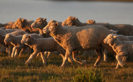 Una oveja fuerte, que no traiga problemas, eso es lo fundamental