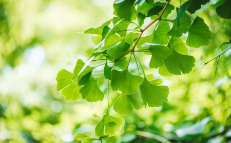 La fantástica historia y las extraordinarias propiedades del Ginkgo Biloba