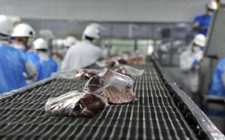 Federación Rural rechaza propuesta de importar ganado en pie