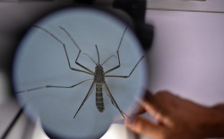 MSP confirmó segundo caso autóctono de dengue