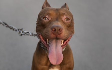 Diputado plantea registro obligatorio de dueños de “perros peligrosos” con lista de razas