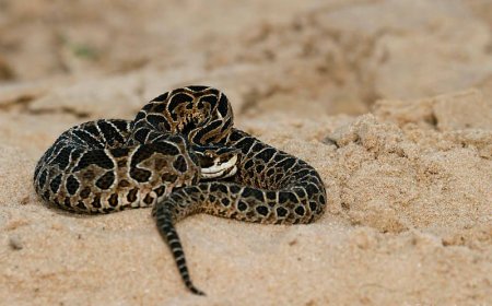 En San Gregorio de Polanco un niño fue mordido por una Yarará y se salvó gracias