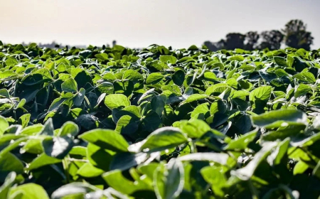 Se espera una zafra espectacular, dijo Juan Foderé de Fadisol