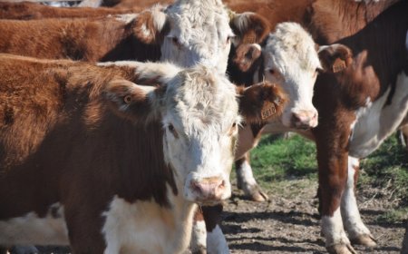 Otoño favorable impulsa expectativas ganaderas