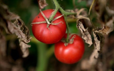 Se disparó el precio de tomates y morrones