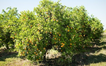 La empresa Camposol retomó a los 200 trabajadores que habían sido cesados por bajo rendimiento