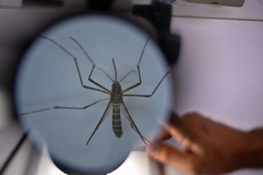 MSP confirmó segundo caso autóctono de dengue