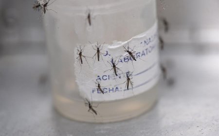 Se confirmó nuevo caso de dengue autóctono en Paysandú