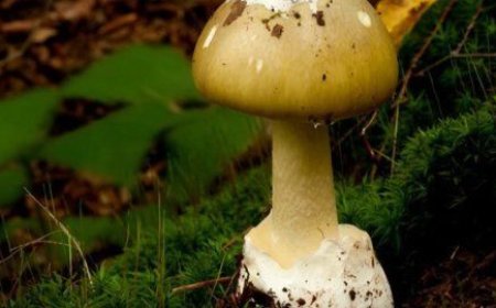 Una persona falleció tras consumir un hongo venenoso: especialistas hablan sobre síntomas y cómo actuar