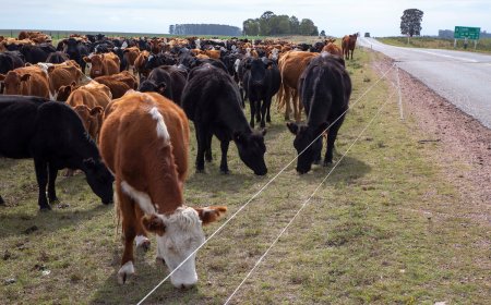 Uruguay impulsa llamado internacional para actualizar el sistema de trazabilidad