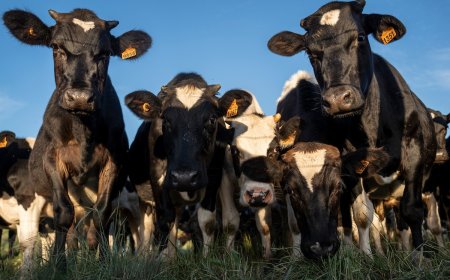Desarrollaron una vacuna contra la garrapata en el ganado bovino