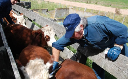 Con una cobertura mayor a lo esperado, se completó la vacunación contra la aftosa