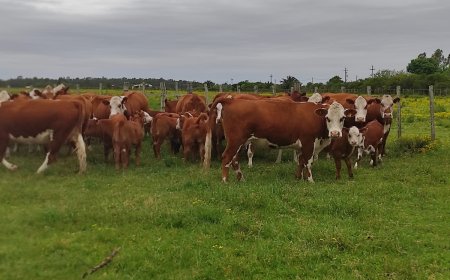 Vacuna uruguaya contra la garrapata estará disponible en el 2026