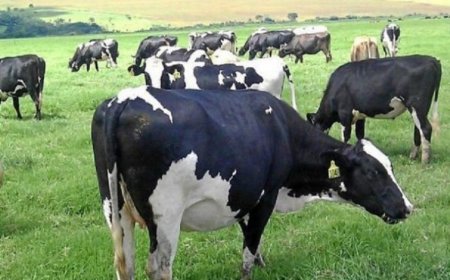 La deuda total de Calcar rondaría los 26 millones de dólares