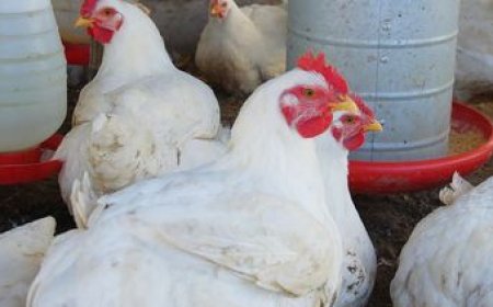 Gripe aviar en Brasil: ¿puede ser una oportunidad para Uruguay?