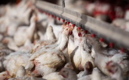Uruguay suspende compras de pollo brasileño por la gripe aviar