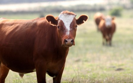 Portfolio Ganadero informó que no podrá hacer frente al 'pago de los dividendos anticipados' de sus accionistas