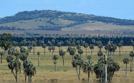 Más de dos millones de palmeras nativas de Rocha están en riesgo por el picudo rojo