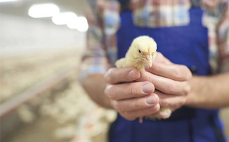 El MSP exhorta que trabajadores avícolas se vacunen contra la gripe