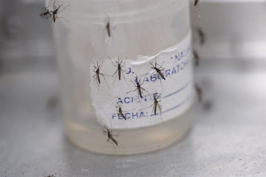 Se confirmó nuevo caso de dengue autóctono en Paysandú