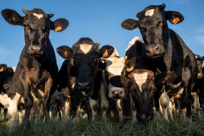 Desarrollaron una vacuna contra la garrapata en el ganado bovino