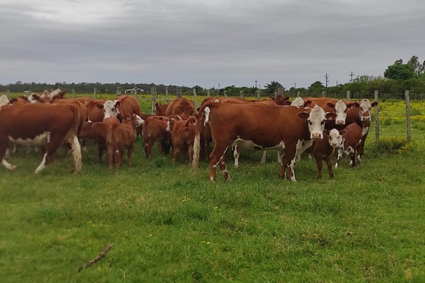 Vacuna uruguaya contra la garrapata estará disponible en el 2026