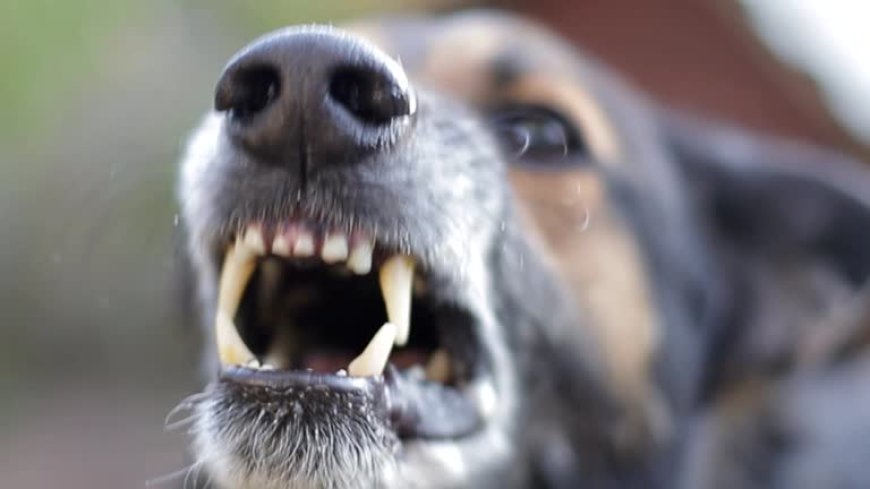 Mujer condenada tras ataque de perros que dejó a un hombre gravemente herido en Sarandí del Yí