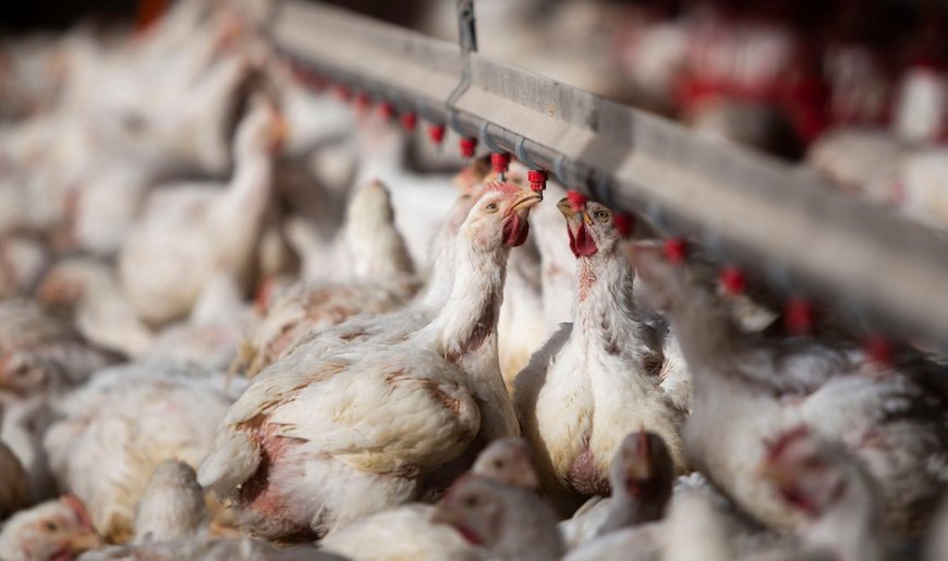 Uruguay suspende compras de pollo brasileño por la gripe aviar