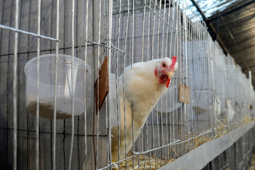 Gripe aviar en Brasil pone en alerta a industria avícola uruguaya