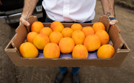 Orsi: Uruguay debe apoyar al sector citrícola