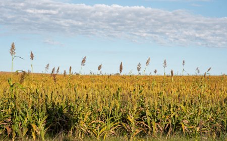 Facultad de Química trabaja en el control sostenible de plagas que afectan a los cultivos