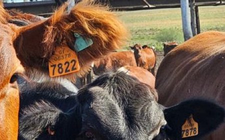 Brasil avanza hacia la trazabilidad del ganado para competir en el mercado con Uruguay