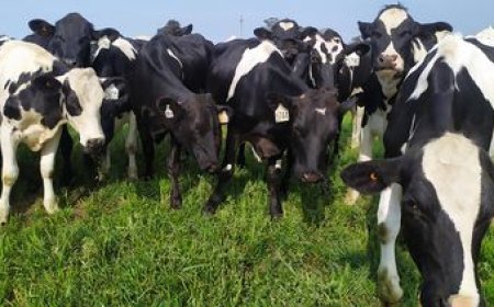 Crece la remisión de leche mientras que aumenta el poder de compra en el sector