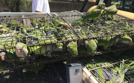 Tráfico ilegal de fauna: 90 % de animales muere en el traslado, según organización