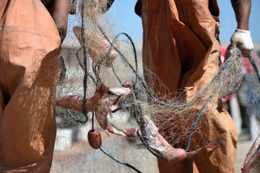 Pesca: Dinatra convocó a empresarios sindicato con el objetivo de 'no perder la zafra'