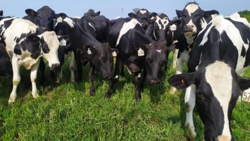 Crece la remisión de leche mientras que aumenta el poder de compra en el sector